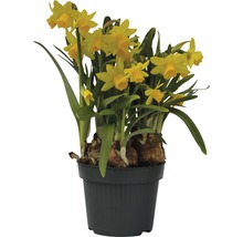 Narcisse jaune, narcisse trompette FloraSelf Narcissus pseudonarcissus 'Tête à Tête' pot Ø 12 cm-thumb-0