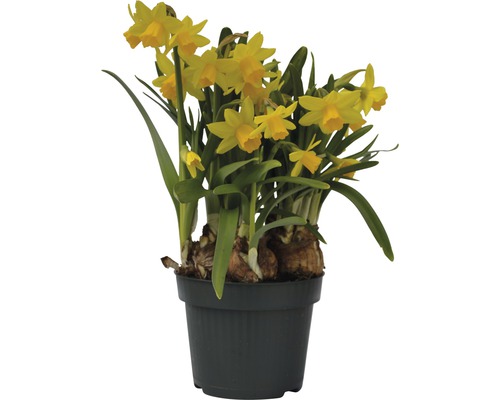Narcisse jaune, narcisse trompette FloraSelf Narcissus pseudonarcissus 'Tête à Tête' pot Ø 12 cm-0