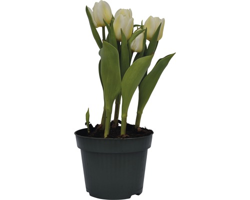 Tulpen im Topf