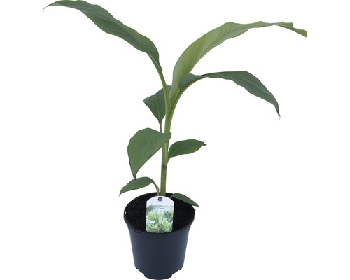 Banane Zimmerpflanze im Topf