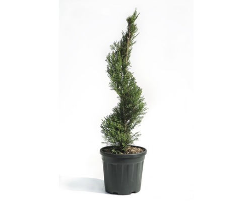 Cyprès de Leyland en spirale FloraSelf Cupressocyparis leylandii 'Pyramidalis' Co 9 l h 80 cm Cyprès tortueux en pot
