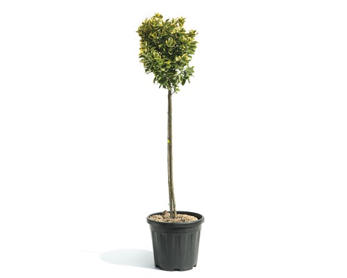 Fusain du Japon jaune multicolore arbuste FloraSelf Eunonymus japonicus 'Aurea' hauteur de tige 80 cm Co 15 l