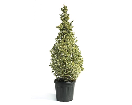 Fusain du Japon pyramide FloraSelf Eunonymus japonicus 'Bravo' h 100-120 cm Co 20 l