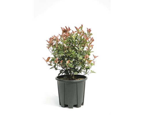 Glanzmispel 'Compacta' Kugel FloraSelf Photinia fraseri 'Compacta' Ø 25/30 cm Co 9 L