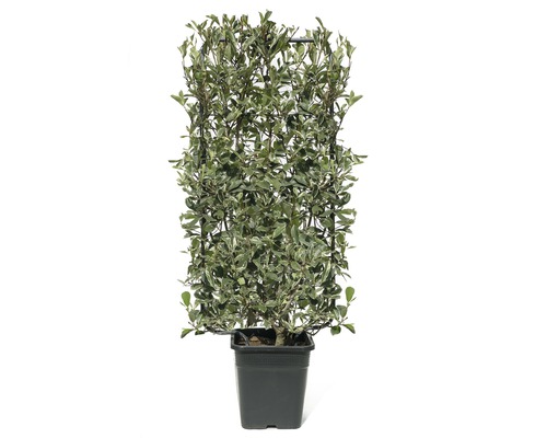 Photinie 'Photinia Fraseri Pink Marble' Co 18 l