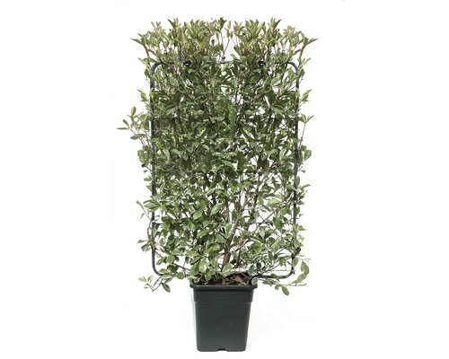 Photinie 'Photinia Fraseri Pink Marble' Co 30 l