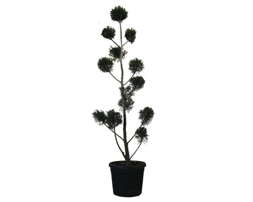 Cyprès de Leyland PonPon FloraSelf Cupressocyparis leylandii h 140-150 cm Co 30 l