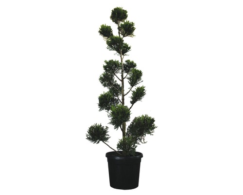 Gelbe Leyland-Zypresse PonPon FloraSelf Cupressocyparis leylandii 'Castlewellan Gold' H 150-170 cm Co 30 L