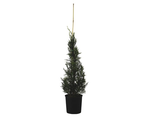 Cyprès de Leyland 'Cupressocyparis Leylandii Pyramidalis' Co 10 l H 100-125 cm Thuya en pot avec tuteur