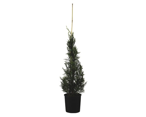 Leyland-Zypresse 'Cupressocyparis Leylandii Pyramidalis' Co 10 l H 100-125 cm