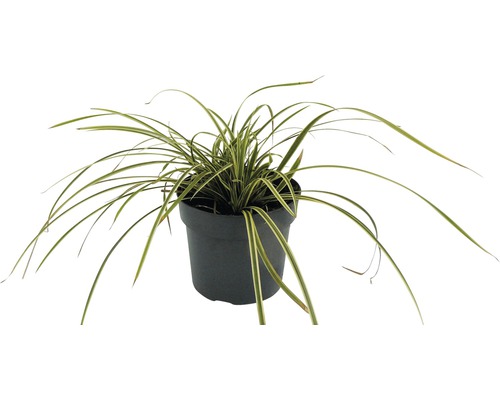 Laîche à contour jaune FloraSelf Carex foliosissima 'Vanilla Ice' h 10-30 cm Co 3 l