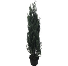 Cyprès colonnaire bleu, faux cyprès FloraSelf Chamaecyparis lawsoniana 'Columnaris Glauca' H 150-175 cm Co 12 L (6 pcs) 1 demi-palette