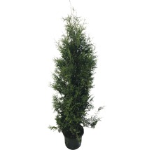 6 x Lebensbaum FloraSelf Thuja occidentalis 'Brabant' H 150-175 cm Co 12 L für ca. 3 m Hecke-thumb-1