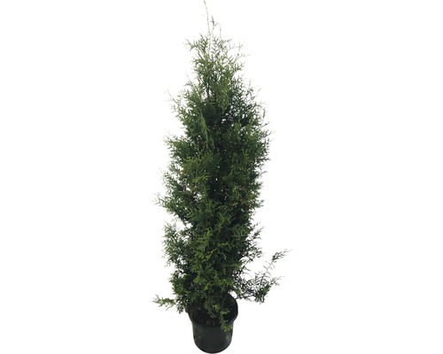 Lebensbaum FloraSelf Thuja occidentalis 'Brabant' H 175-200 cm Co 15 L