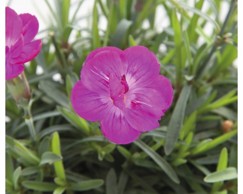 Œillet commun FloraSelf Dianthus caryophyllus 'Violetta' p 15 cm