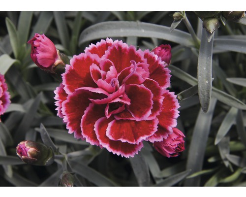 Oeillet 'Dianthus chinensis' rouge pot de 15 cm