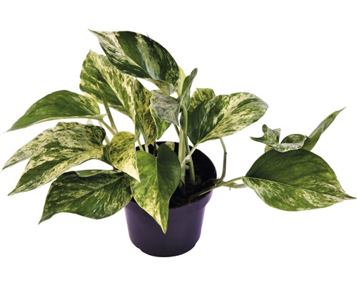 Efeutute FloraSelf Scindapsus aureum 'Marble Queen' H 15-25 cm Ø 12 cm Topf Efeutute Zimmerpflanze im Topf