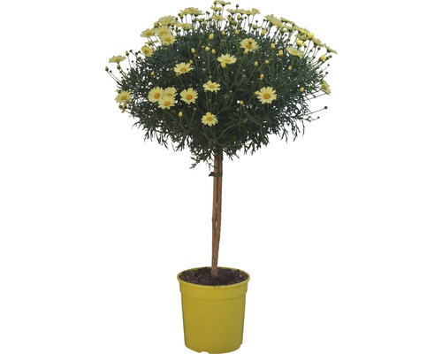 Marguerite Argyranthemum Frutescens jaune pot de 18 cm