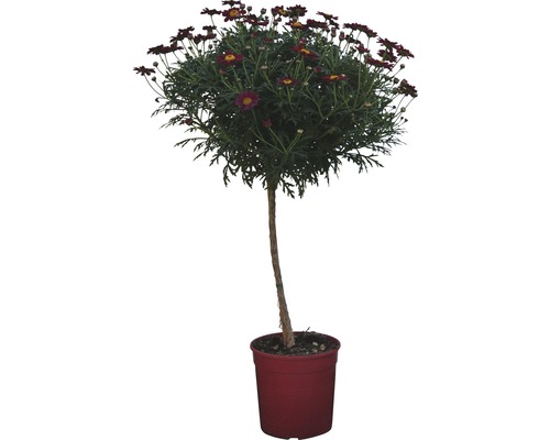 Marguerite Argyranthemum Frutescens rouge pot de 18 cm