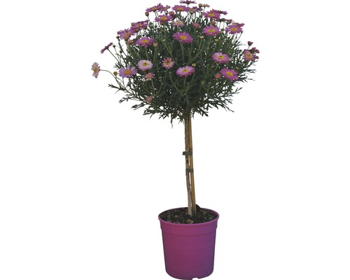 Marguerite Argyranthemum Frutescens rose pot de 18 cm
