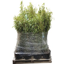 30 x robuster Gartenbambus FloraSelf Fargesia murielae 'Standing Stone' H 60-80 cm Co 7,5 L für ca. 20 Lfm Hecke