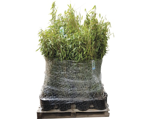 Palette de plantes de bambou