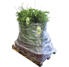 Palette de plantes de bambou en pot, emballées dans du film plastique