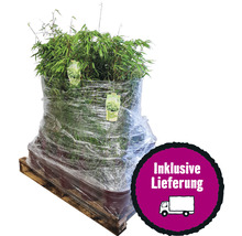 Bambuspflanze auf Palette mit dem Hinweis inklusive Lieferung.