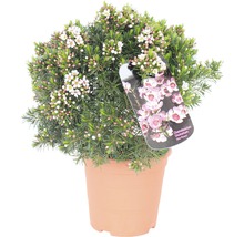 Wachsblume, Chamelaucium FloraSelf® 20-30 cm rosa-rot-thumb-0