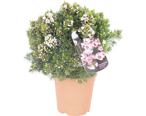 Wachsblume, Chamelaucium FloraSelf® 20-30 cm rosa-rot-0