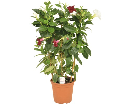 Mandevilla FloraSelf Dipladenia x Hybride 'Bicolor' en espalier H 60 cm pot de 17 cm