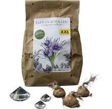 Safran Knollen XL-Pack 50 Stück