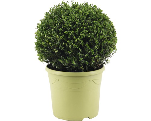 Houx crénelé boule FloraSelf Ilex crenata 'Glory Gem' diamètre env. 40 cm Co 12 l variété femelle-0