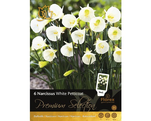 Blumenzwiebel Premium Narzis. White Petticoat 6 Stk.