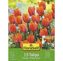 FloraSelf 15 tulipes Triumph Prinses Irene, paquet