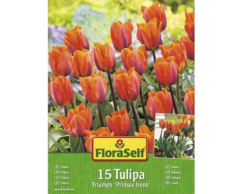 FloraSelf 15 tulipes Triumph Prinses Irene, paquet