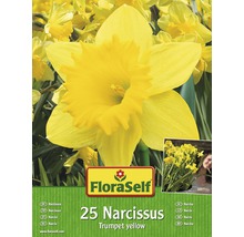 Blumenzwiebel-Vorteilspack FloraSelf® Narzissen Gelb 25 Stk.