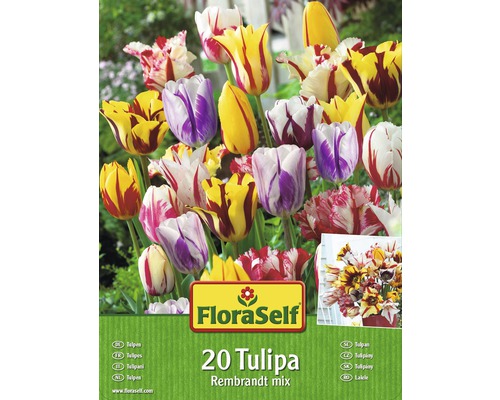 Blumenzwiebel-Vorteilspack FloraSelf® Tulpen Rembrandt Mischung 20 Stk.