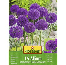 Blumenzwiebel-Vorteilspack FloraSelf® Allium Purple Sensation 15 Stk.