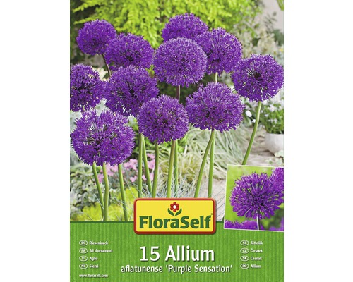 Blumenzwiebel-Vorteilspack FloraSelf® Allium Purple Sensation 15 Stk.