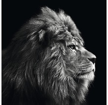 Gros plan sur une tête de lion de profil