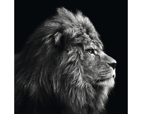 Leinwandbild Grey Lion Head 27x27 cm