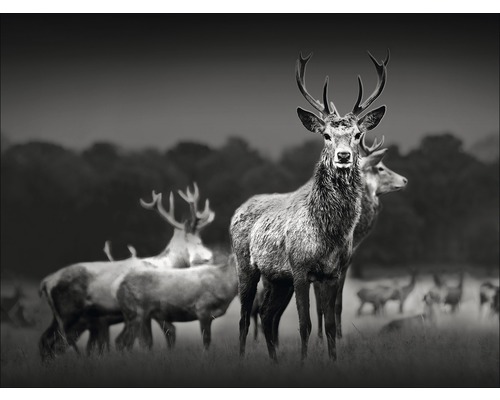 Leinwandbild Herd Of Deer 57x77 cm