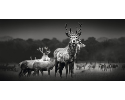 Leinwandbild Herd Of Deer 50x100 cm