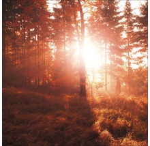 Waldlandschaft mit Bäumen und Sonnenlicht