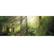 Waldszene mit Bäumen und Sonnenlicht