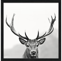 Photo encadrée en noir et blanc d''un cerf