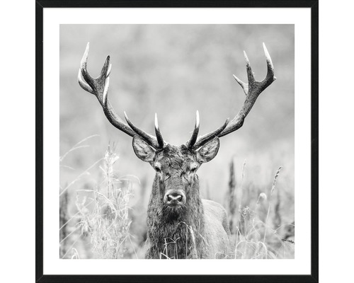 Gerahmtes Bild Grey Deer Head ll 53x53 cm