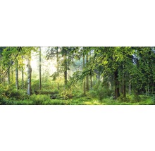 Waldlandschaft mit Bäumen und Sonnenlicht