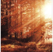 Herbstlicher Wald mit durchscheinendem Sonnenlicht
